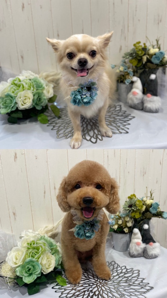 ご利用のワンちゃん