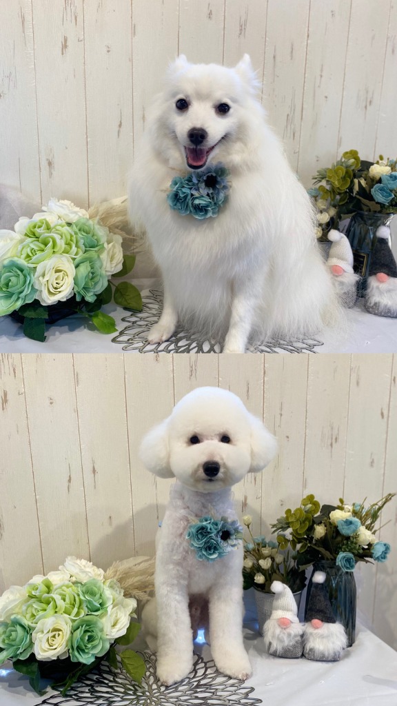 ご利用のワンちゃん