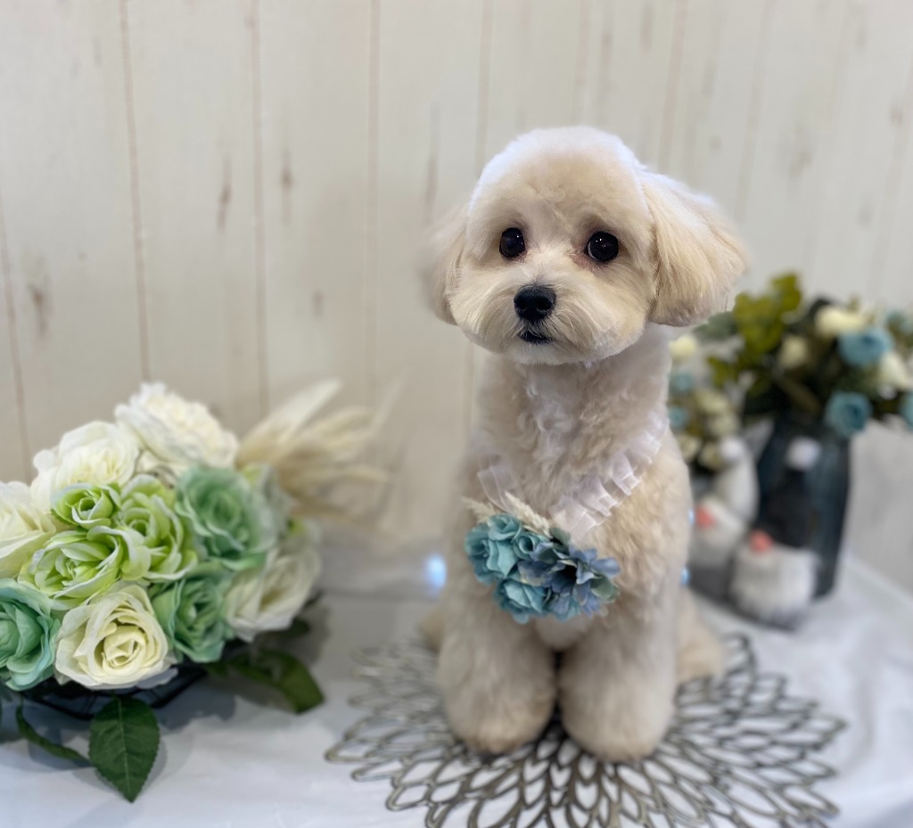 ご利用のワンちゃん